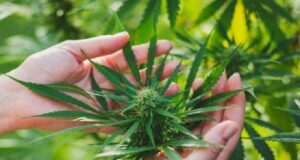 Delta 8 THC: What Is It And Reason To Use Delta 8 THC