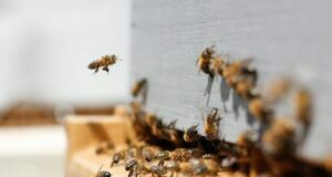Rodents- How Can These Pests Affect Your Health? Pests Affect Your Health